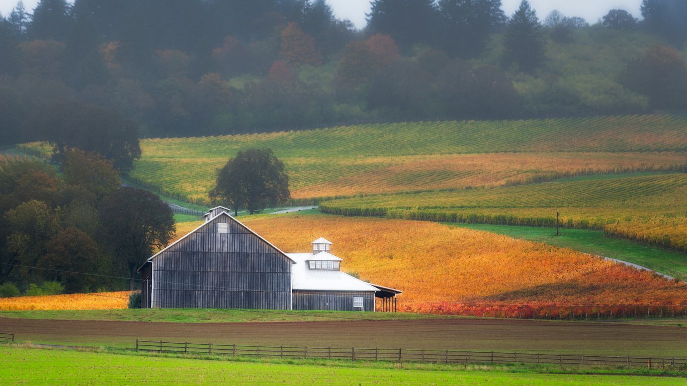 Autumn landscape of Oregon's Yamhill County Vineyards