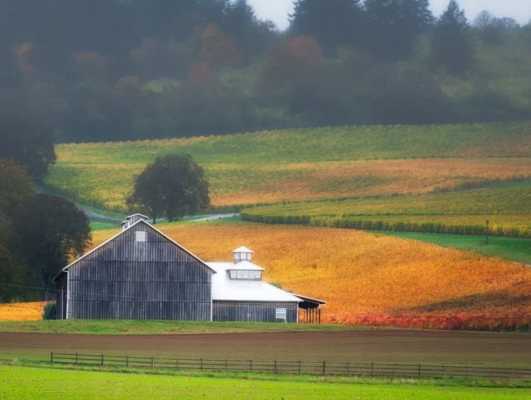 Autumn landscape of Oregon's Yamhill County Vineyards